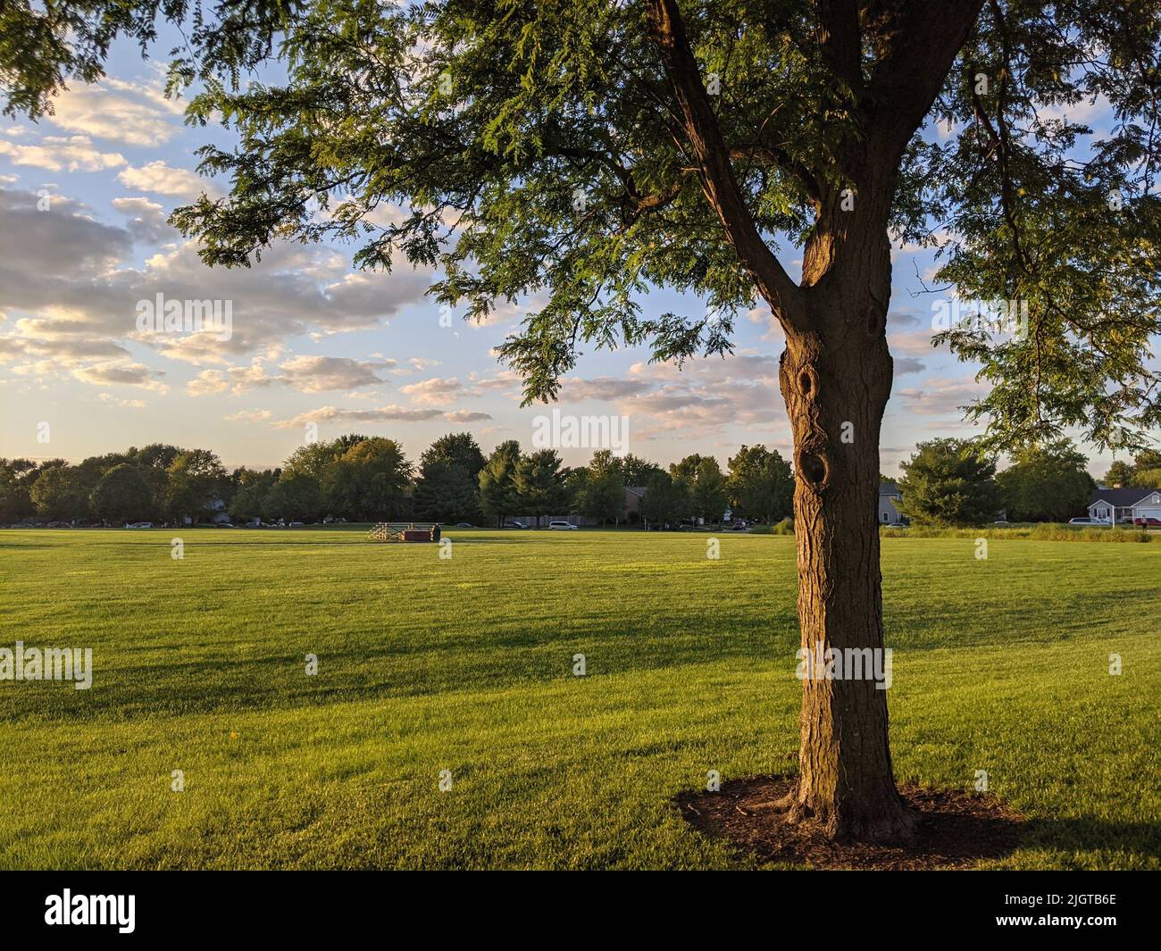 A beautiful view of a green field with trees on a sunny day Stock Photo