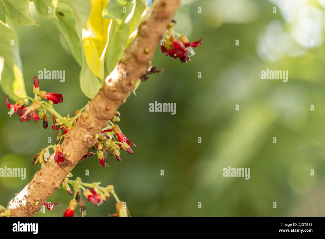 The flowers of the bilimbi plant are small, red and clustered, the background of the green leaves is blurry, the fruit is used for cooking spices Stock Photo