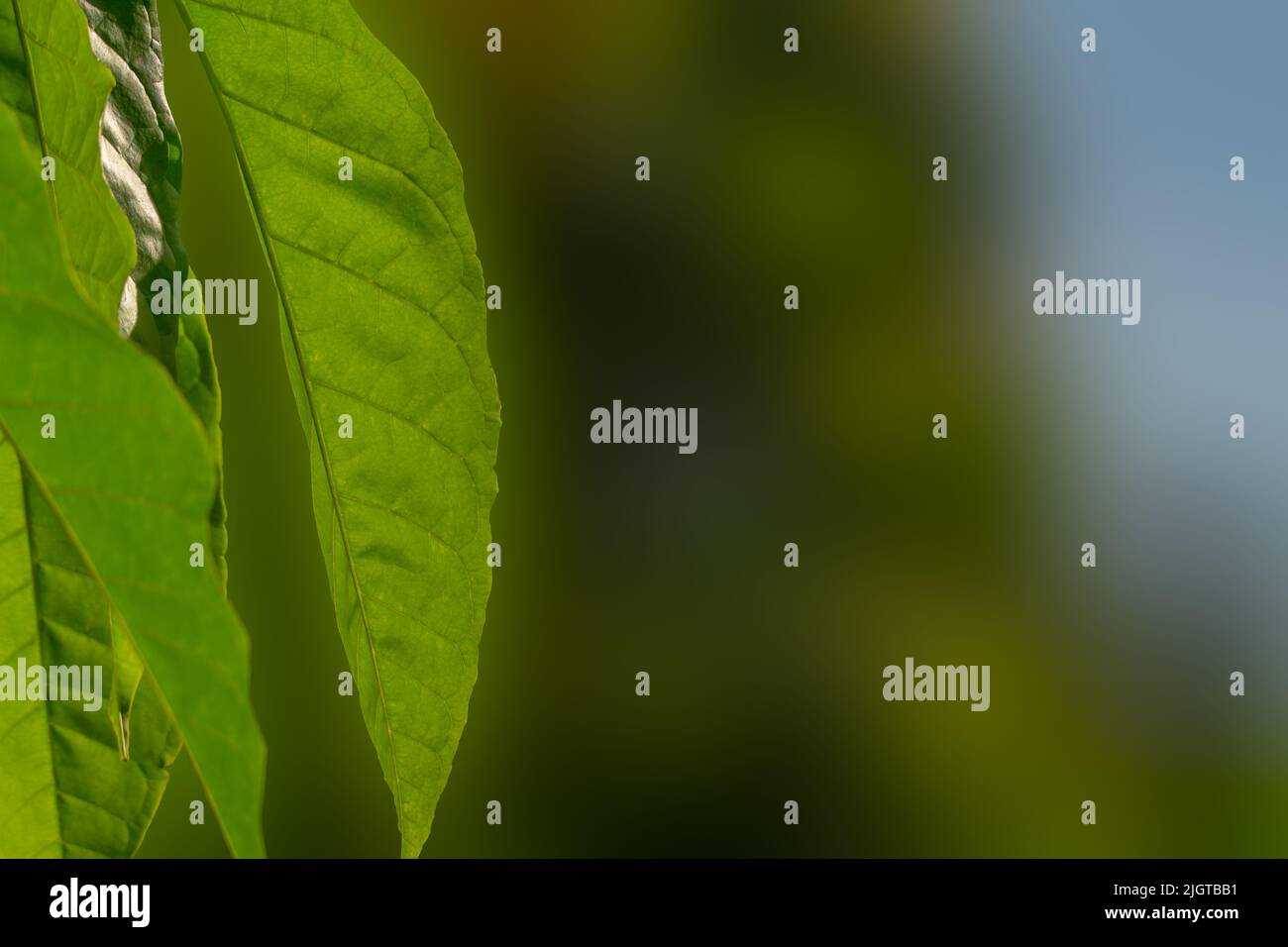 The broad leaves of the tabebuia plant are green, the bones of the