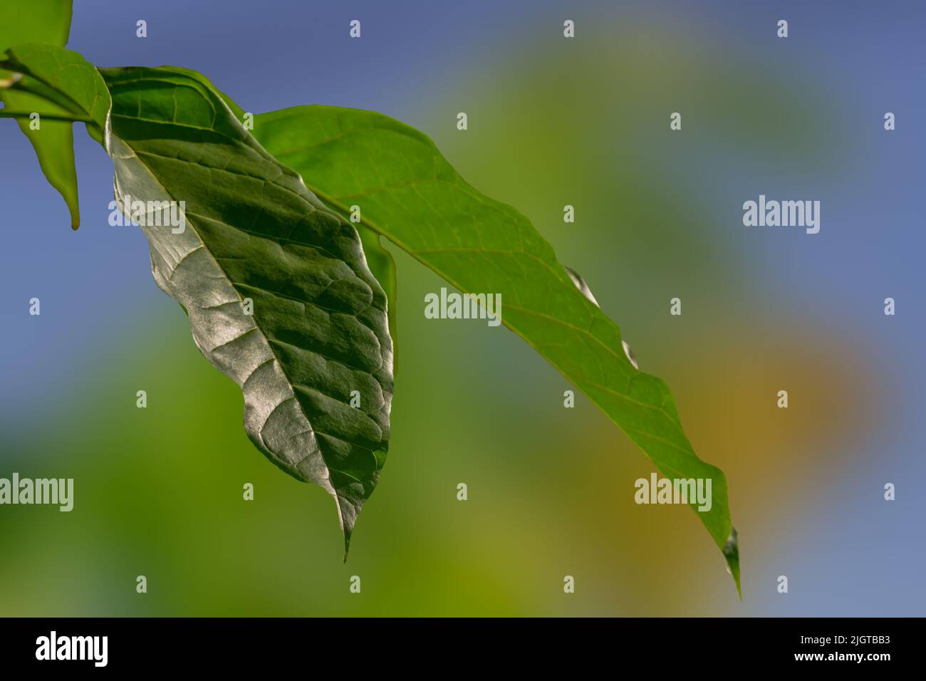 The broad leaves of the tabebuia plant are green, the bones of the