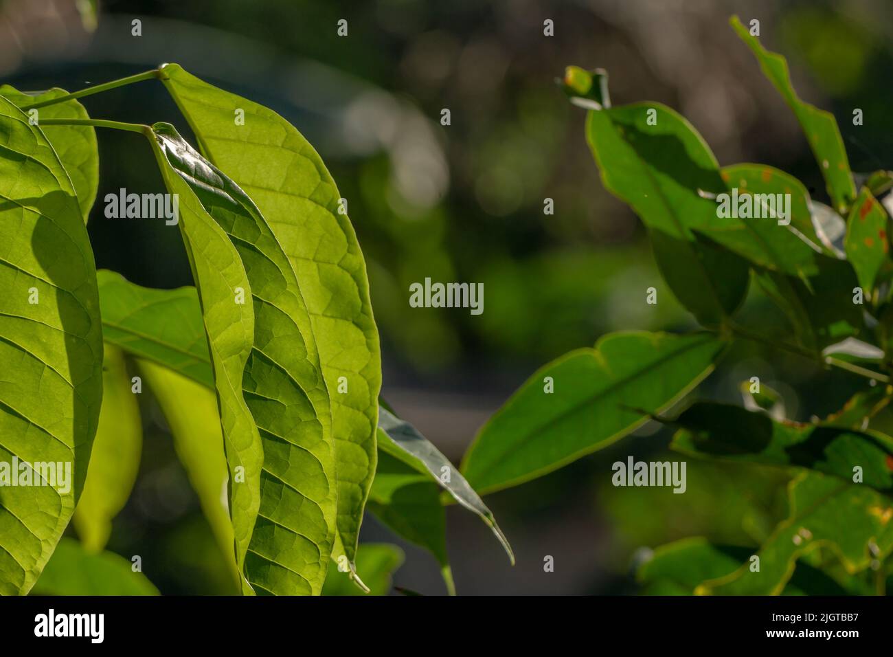 The broad leaves of the tabebuia plant are green, the bones of the