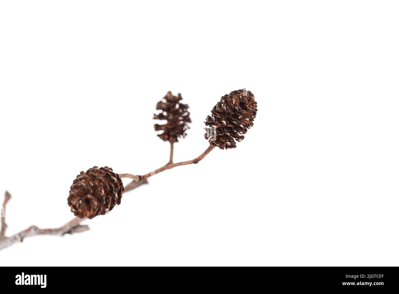 Alder cones isolated on white background, natural macro photo with selective soft focus Stock Photo