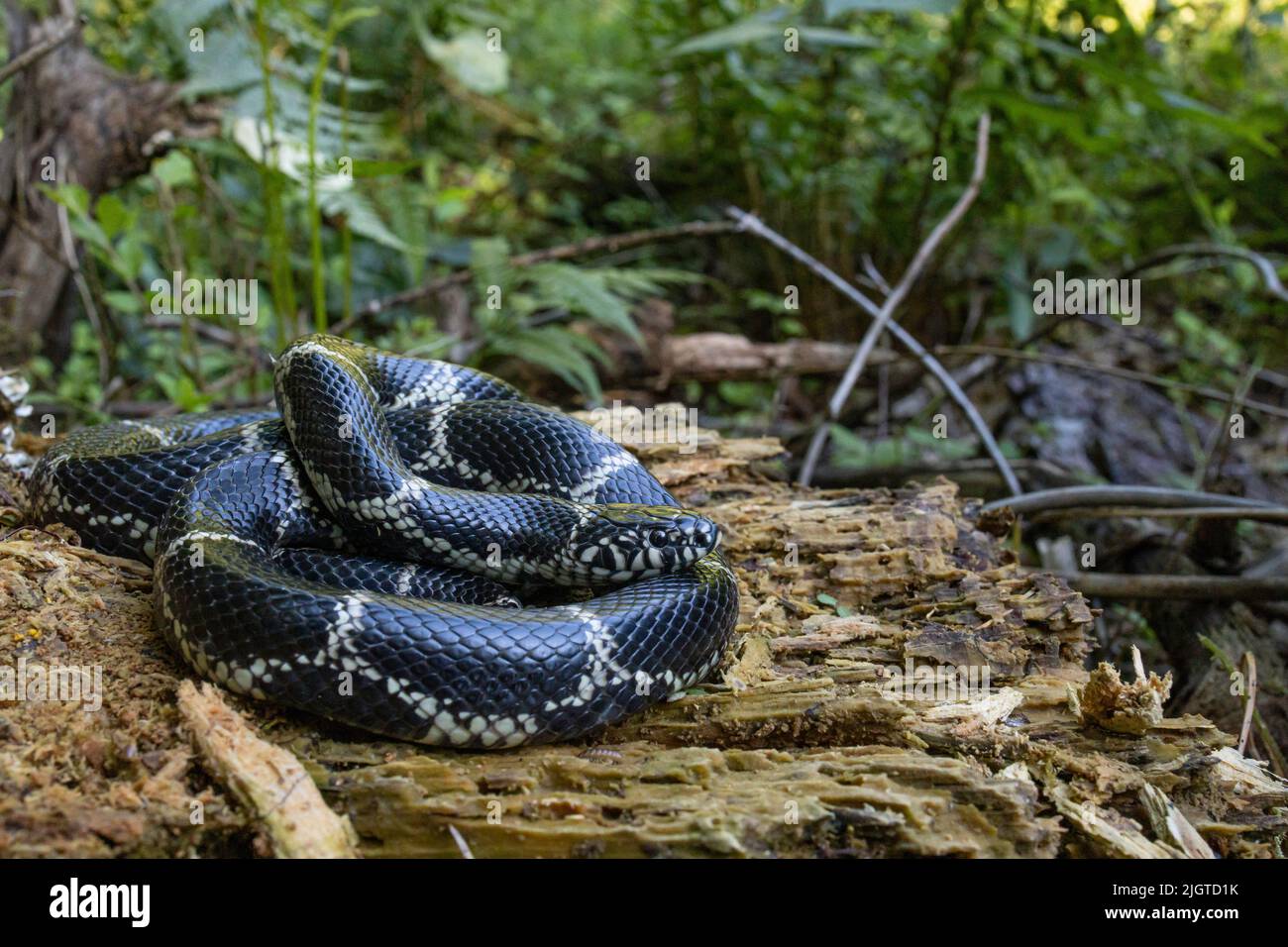 Eastern king snake - Lampropeltis getula Stock Photo