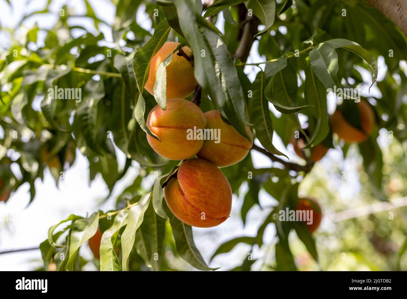 Plenty of ripen peaches hanging on a tree in a fruit garden Stock Photo