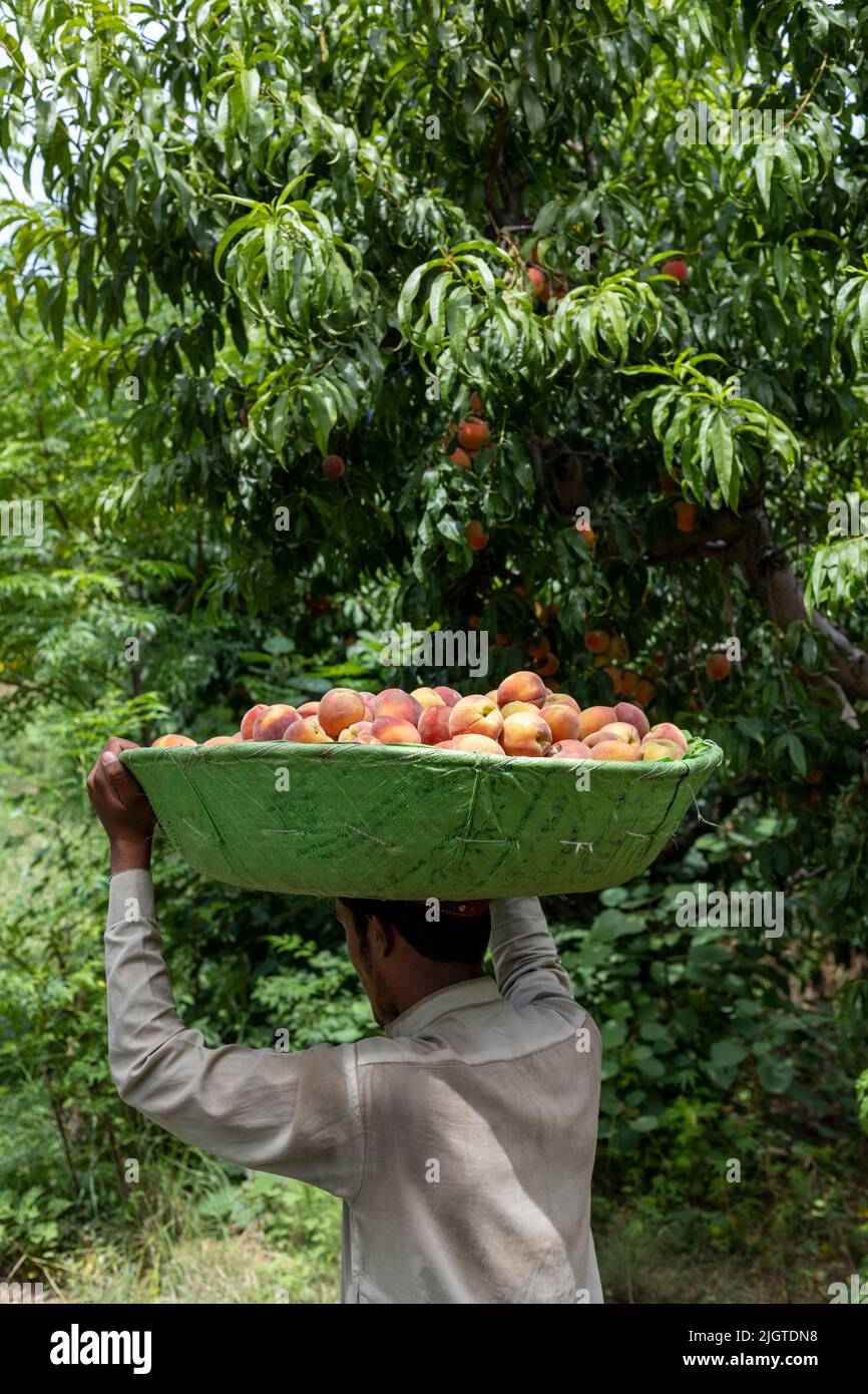 Peach orchard in full hi-res stock photography and images - Alamy