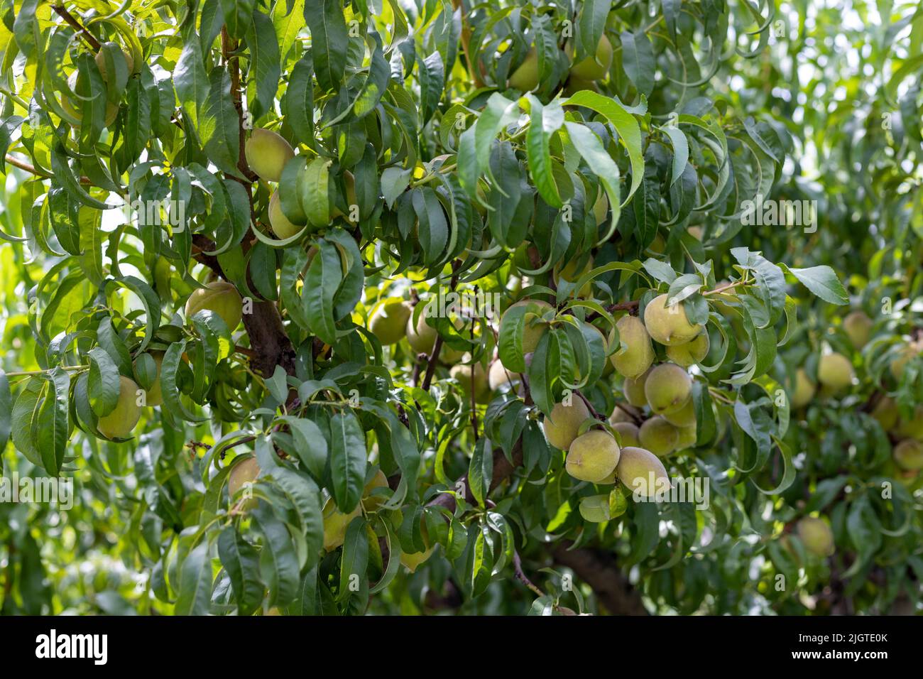 Peaches fruit in the early stages in a tree Stock Photo
