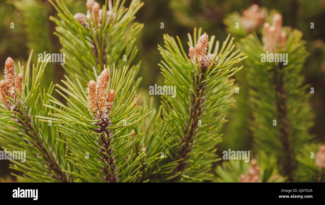 Young spruce and pine regrowth grew on plot. Afforestation. Small young coniferous flowers or cones growing on fir bushes. Green nature background  Stock Photo