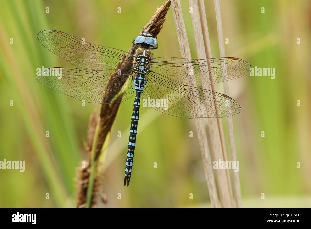 A rare male Southern Migrant Hawker Dragonfly, Aeshna affinis, perching on a reed in the UK. Stock Photo