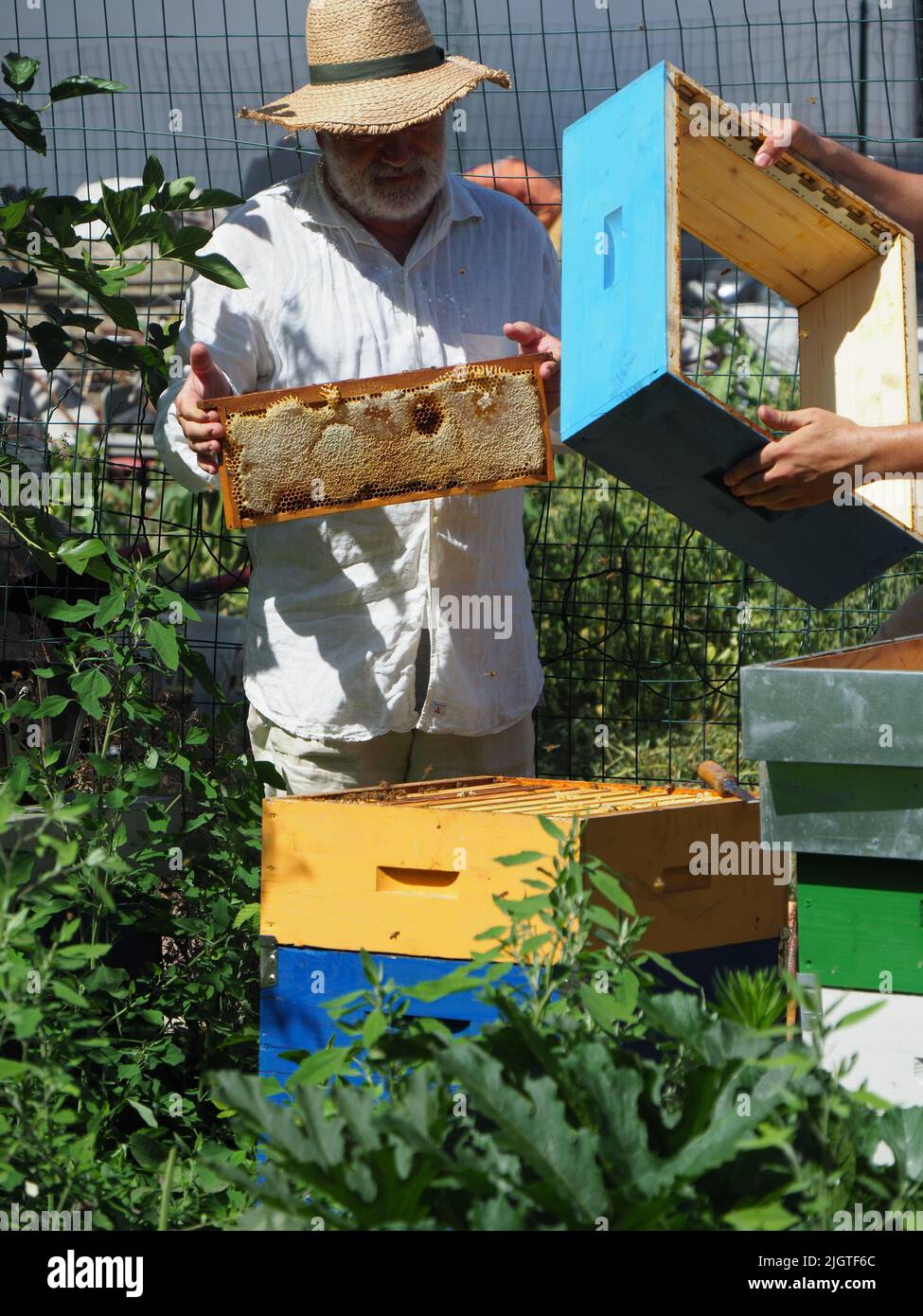 Master bee keeper pulls out a frame with honey from the beehive in the ...