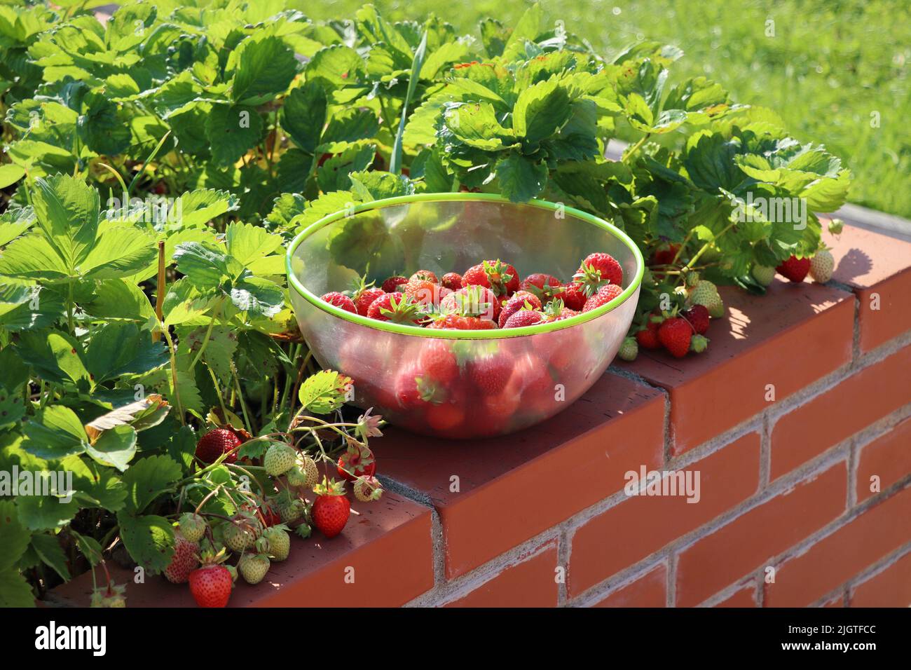 A modern vegetable garden with raised briks beds . Raised beds gardening in an urban garden . Bowl full of strawberry Stock Photo