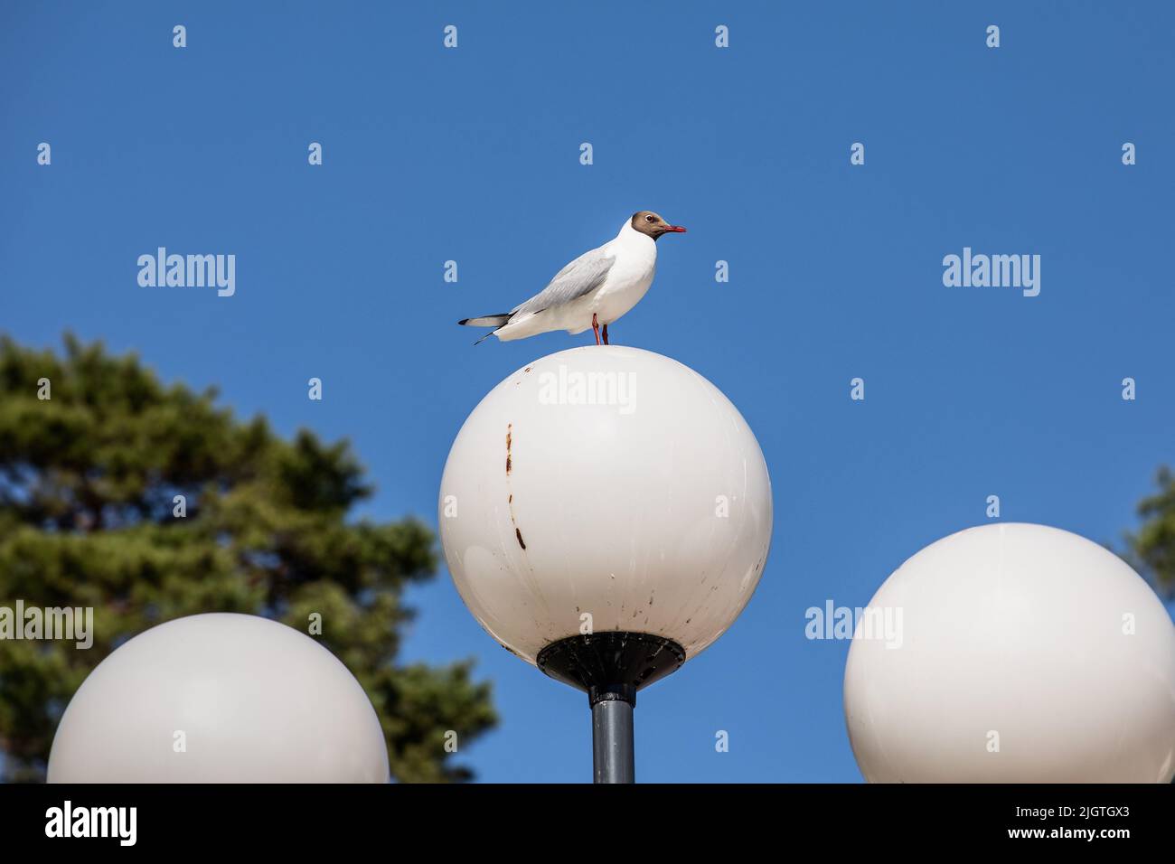 Tern on a round outdoor lamp, birds in the urban environment. Stock Photo