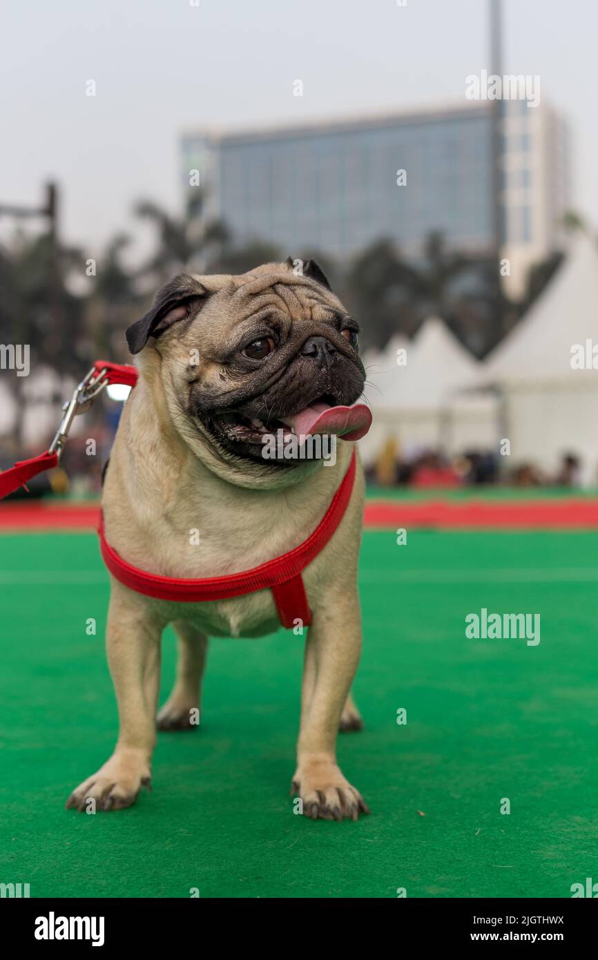 Pugbrasil hires stock photography and images Alamy