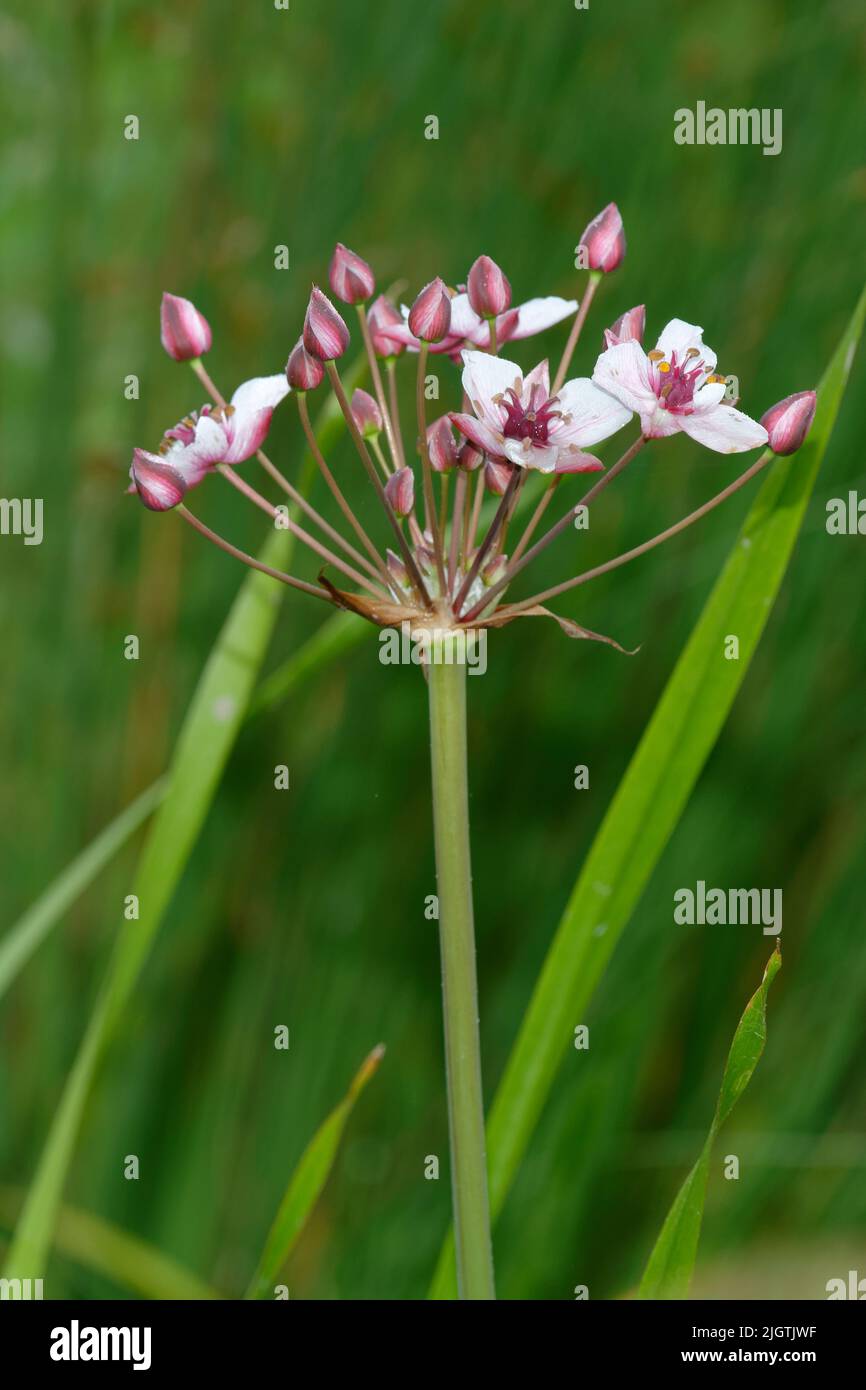 Flowering Rush - Butomus umbellatus, tall wetland plant Stock Photo