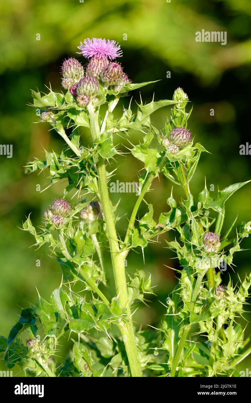 Creeping Thistle - Cirsium arvense  Flower, Buds and upper leaves Stock Photo