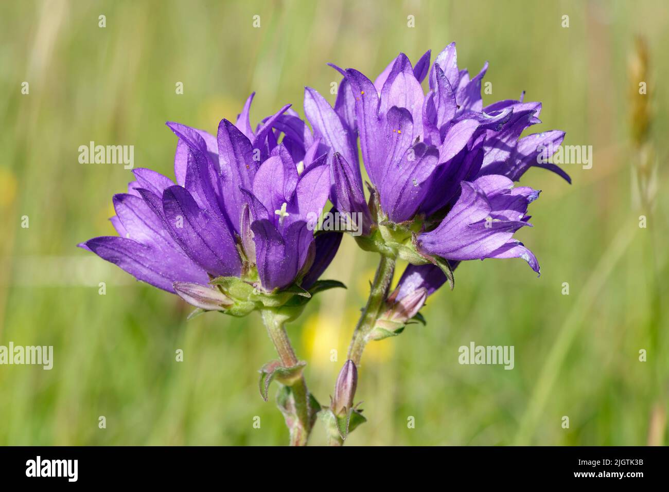 Clustered Bellflower - Campanula glomerata, blue limestone grassland flower Stock Photo