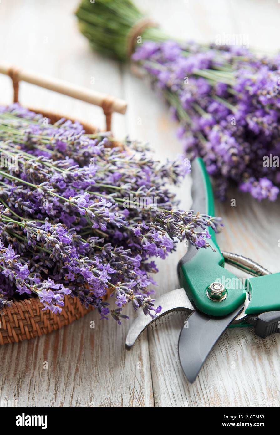 Seasonal pruning of lavender. A bunch of cut lavender and pruning shear. Gardening concept Stock