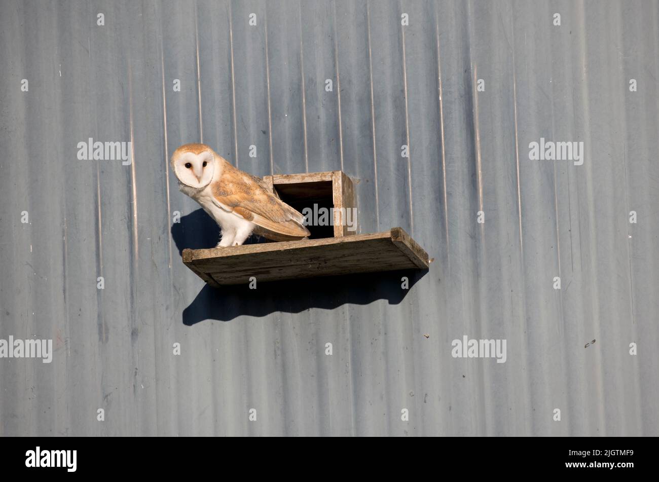 Single Barn owl Tyto alba emerging from Barn owl box entrance Cotswolds UK Stock Photo