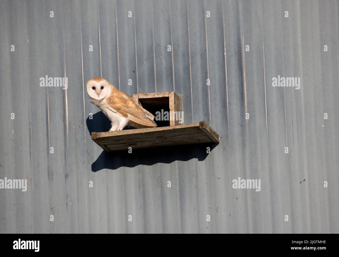 Single Barn owl Tyto alba emerging from Barn owl box entrance Cotswolds UK Stock Photo