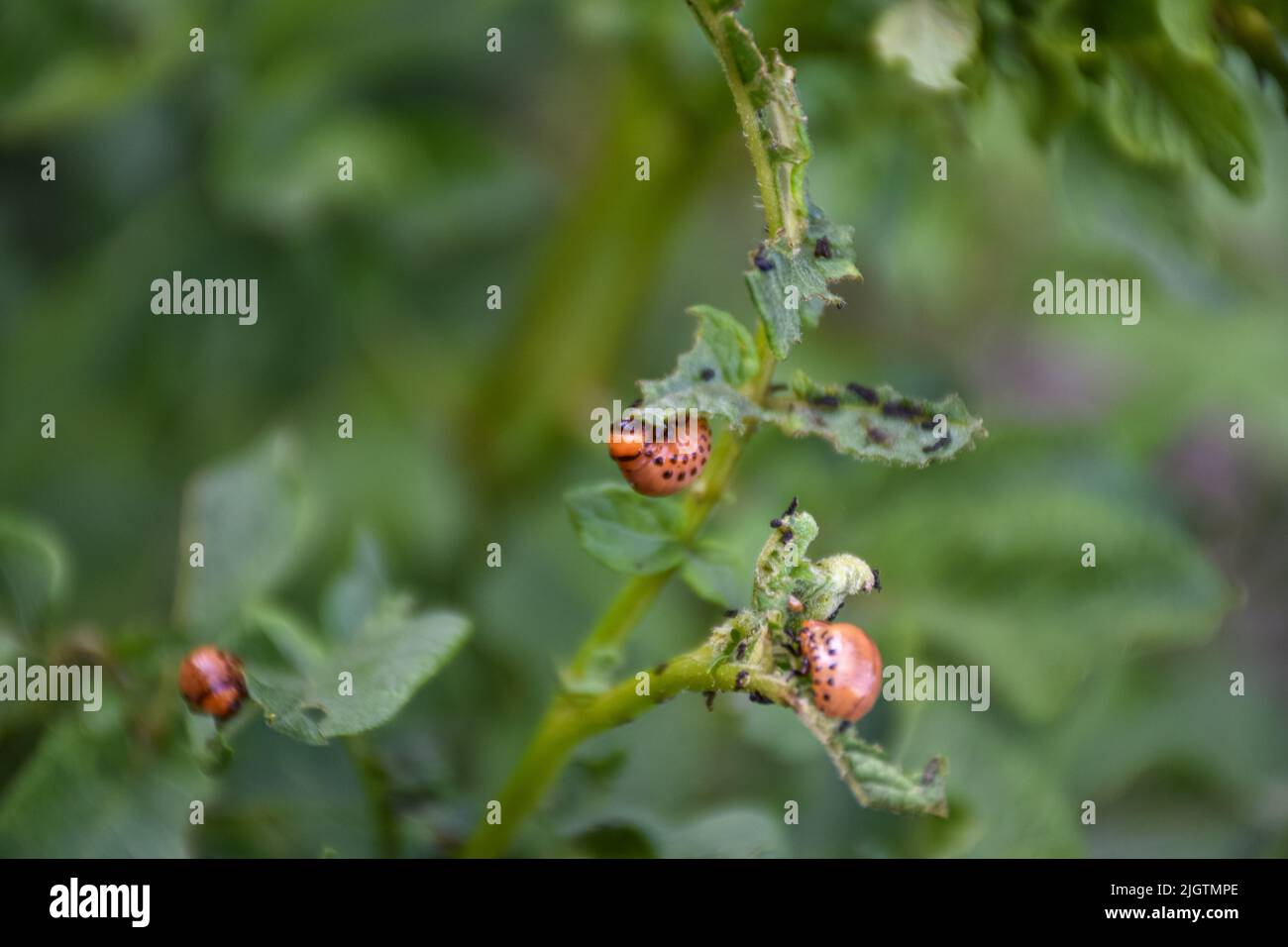 Insect pests of farm crops hi-res stock photography and images - Alamy