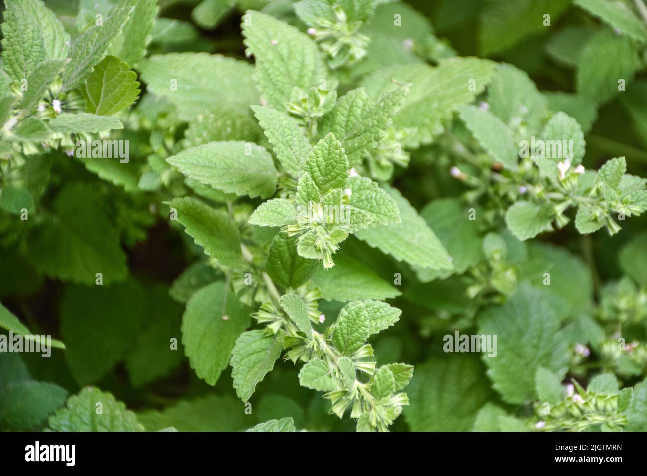 Culinary mint family herb, lemon balm, melissa officinalis in the