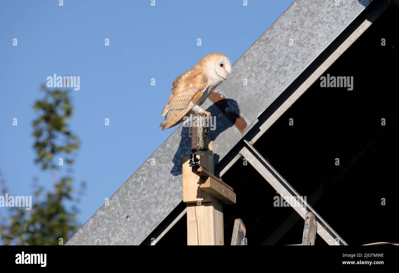 barn owl trail camera