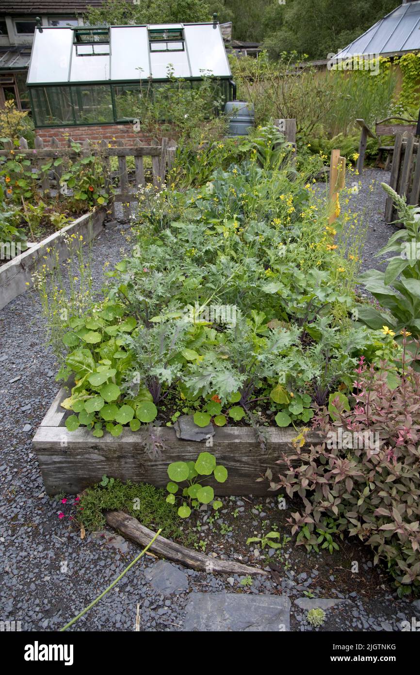 Raised beds growing vegetables hires stock photography and images Alamy