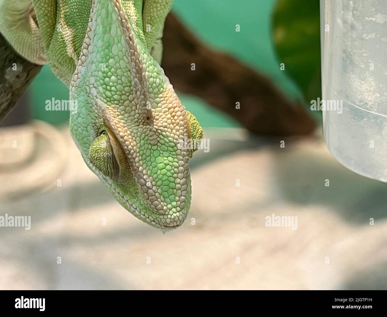 green chameleon watching something, staring the food, green lizard on a branch Stock Photo