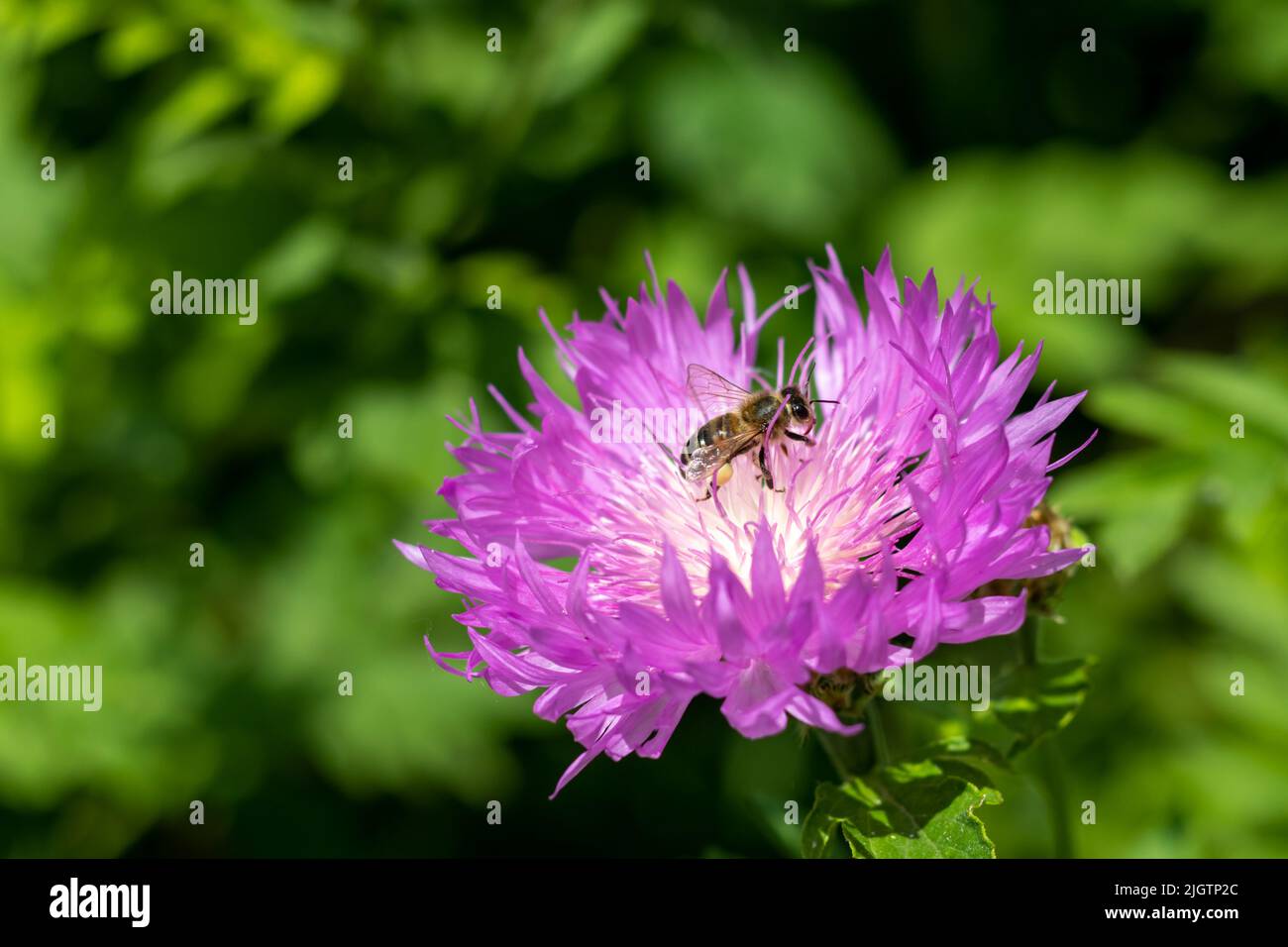 Purple with white cornflower flower with a bee close-up. Selective focus. Stock Photo