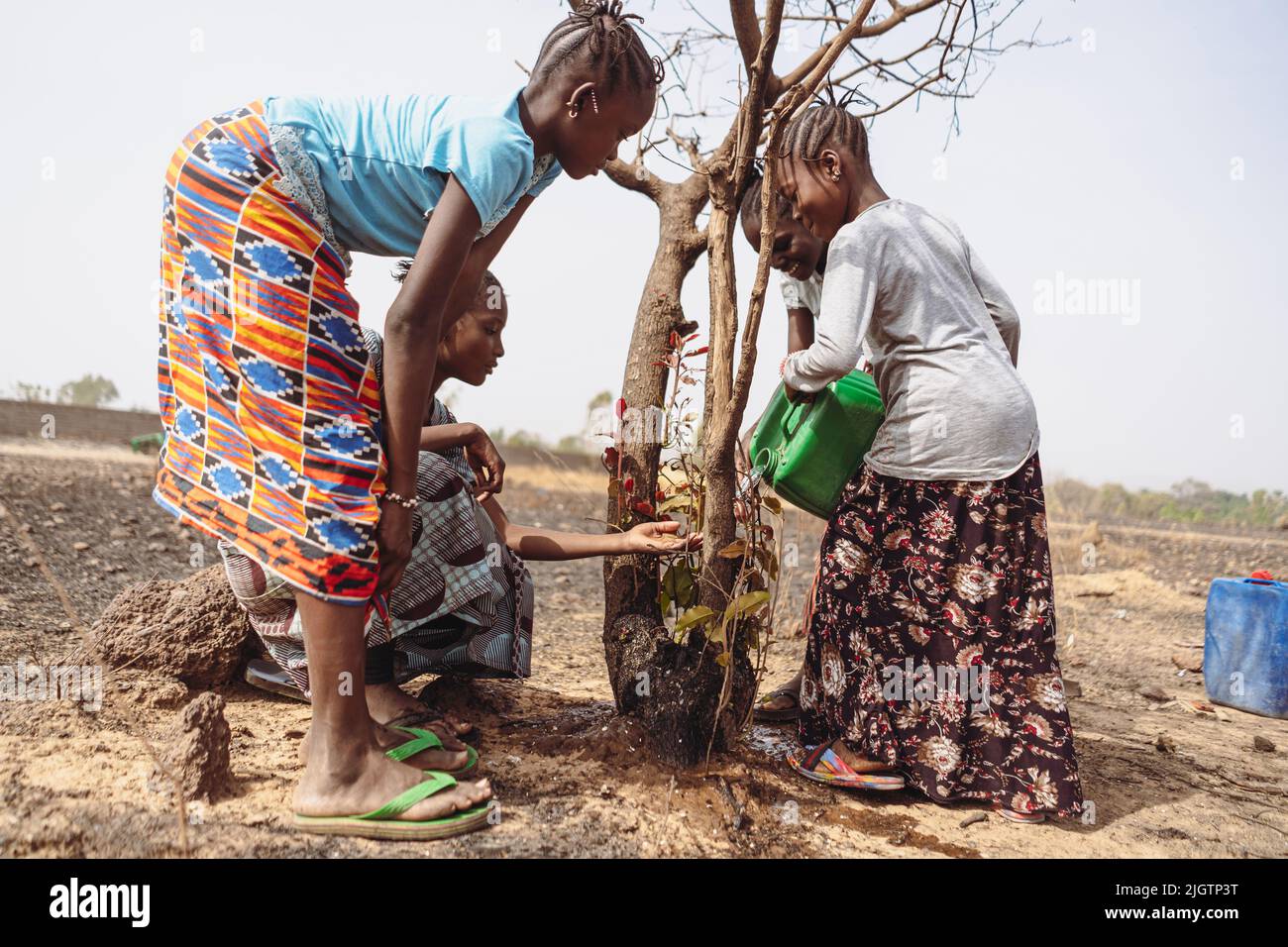 Group of young African girls trying to save a dying tree from drought Stock Photo