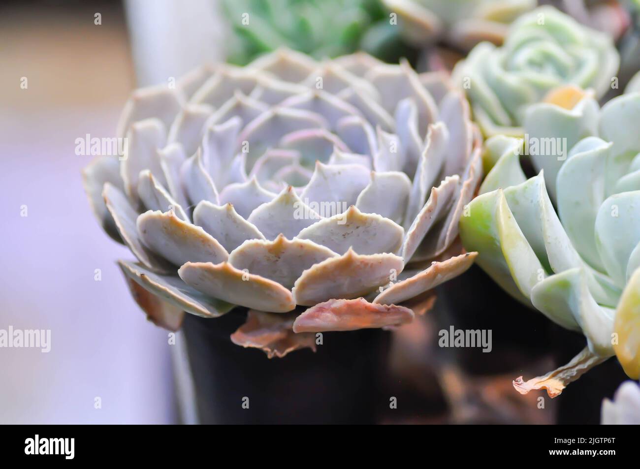 Haworthia akanko hires stock photography and images Alamy