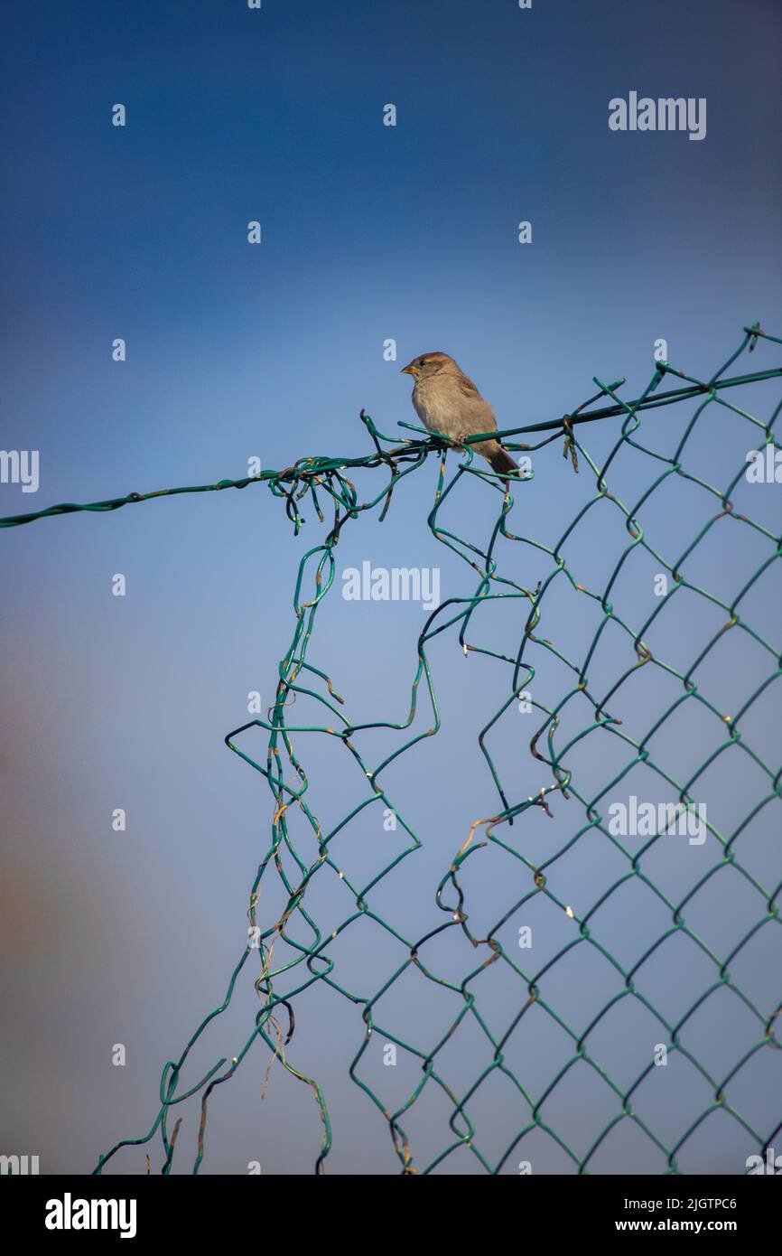 Sparrow perching on wire Stock Photo