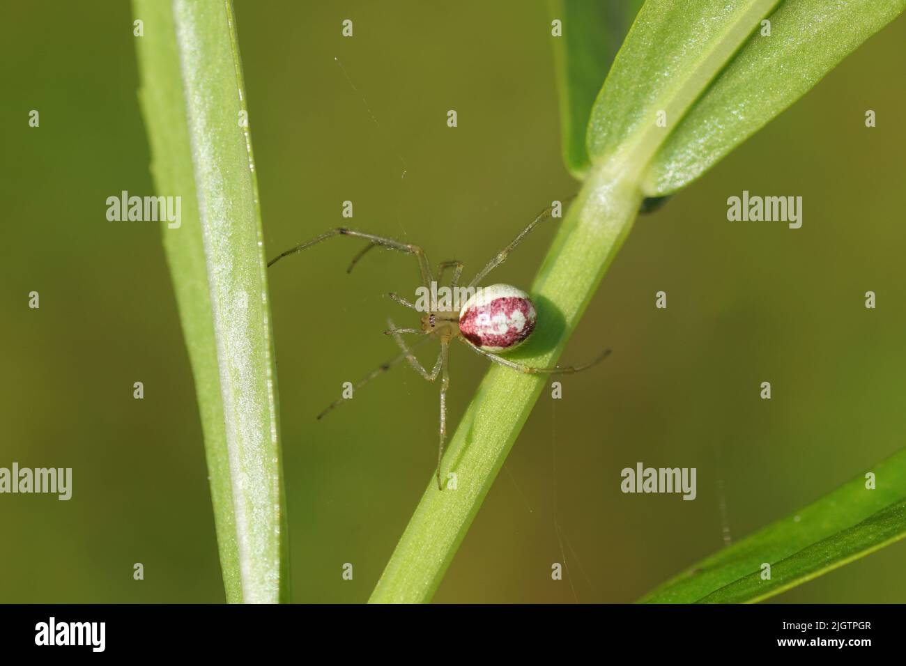 Closeup of the spider Enoplognatha ovata or the similar Enoplognatha latimana, family Theridiidae. In a plant. July, Dutch garden. Stock Photo