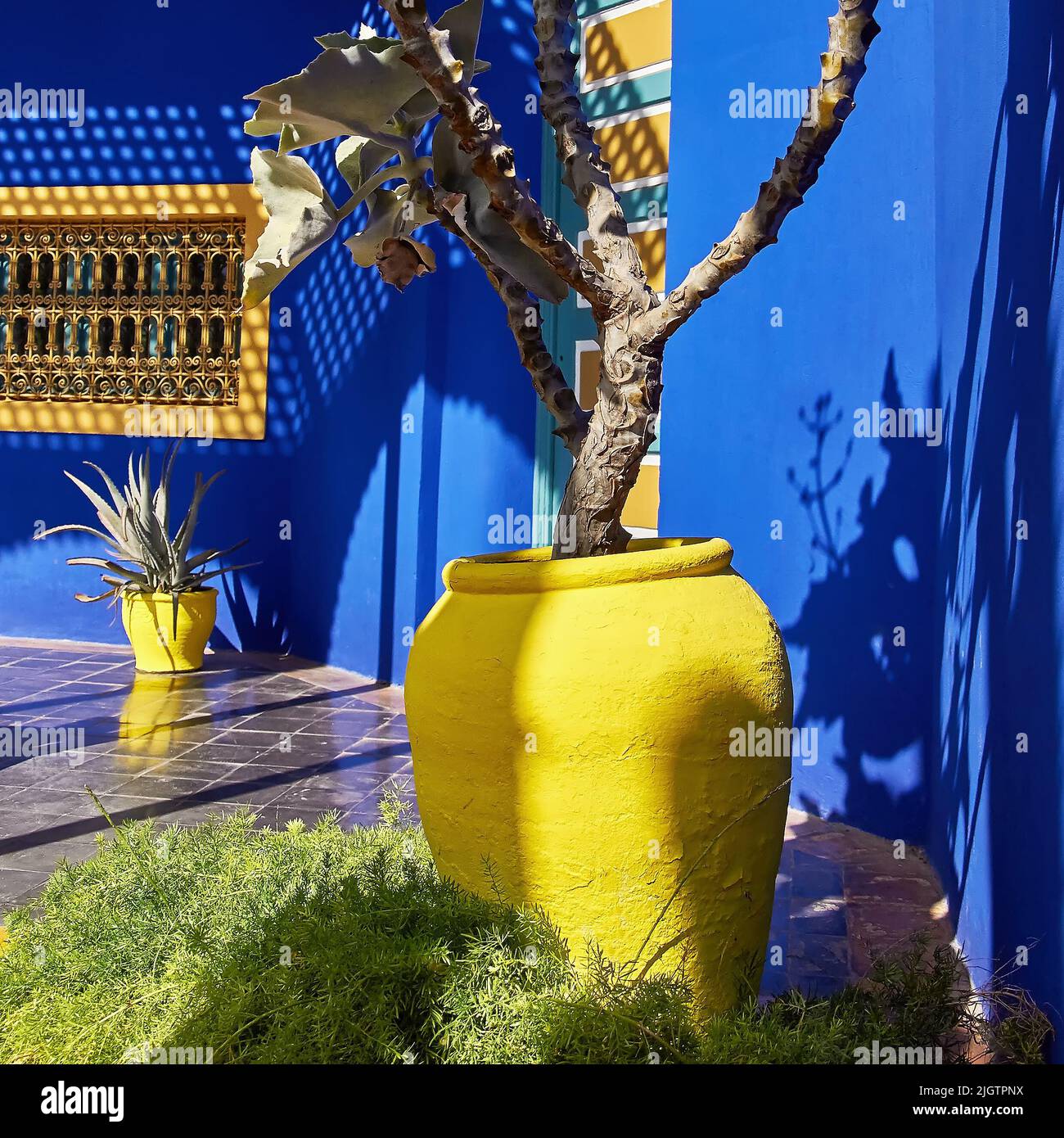 Yellow flowerpot on the background of blue wall in the garden.  Marrakesh, Morocco Stock Photo