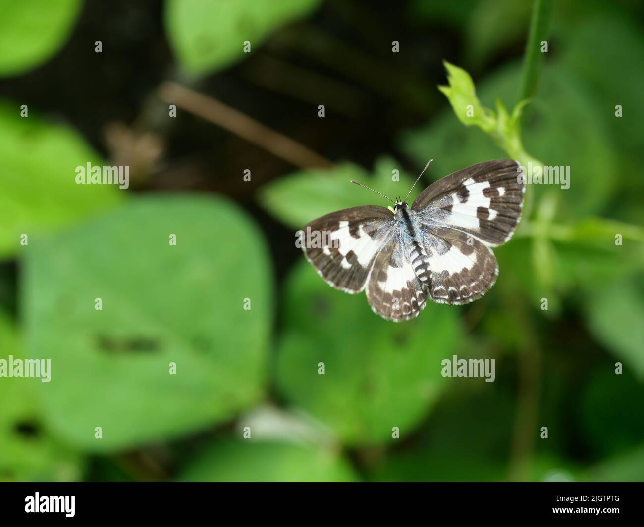Common Pierrot butterfly with natural  green background , Stripes and brown spots on white wings of insect, Thailand Stock Photo