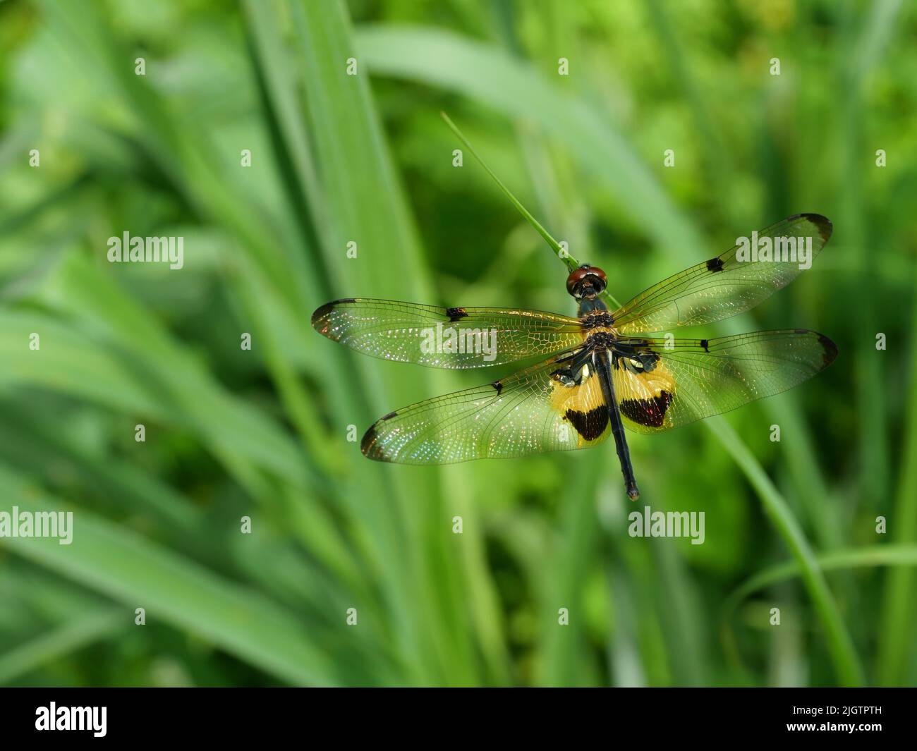 Yellow - barred flutterer ( Rhyothemis phyllis ) dragonfly with brown pattern on the side of the body , Predator insects on leaf with natural green Stock Photo