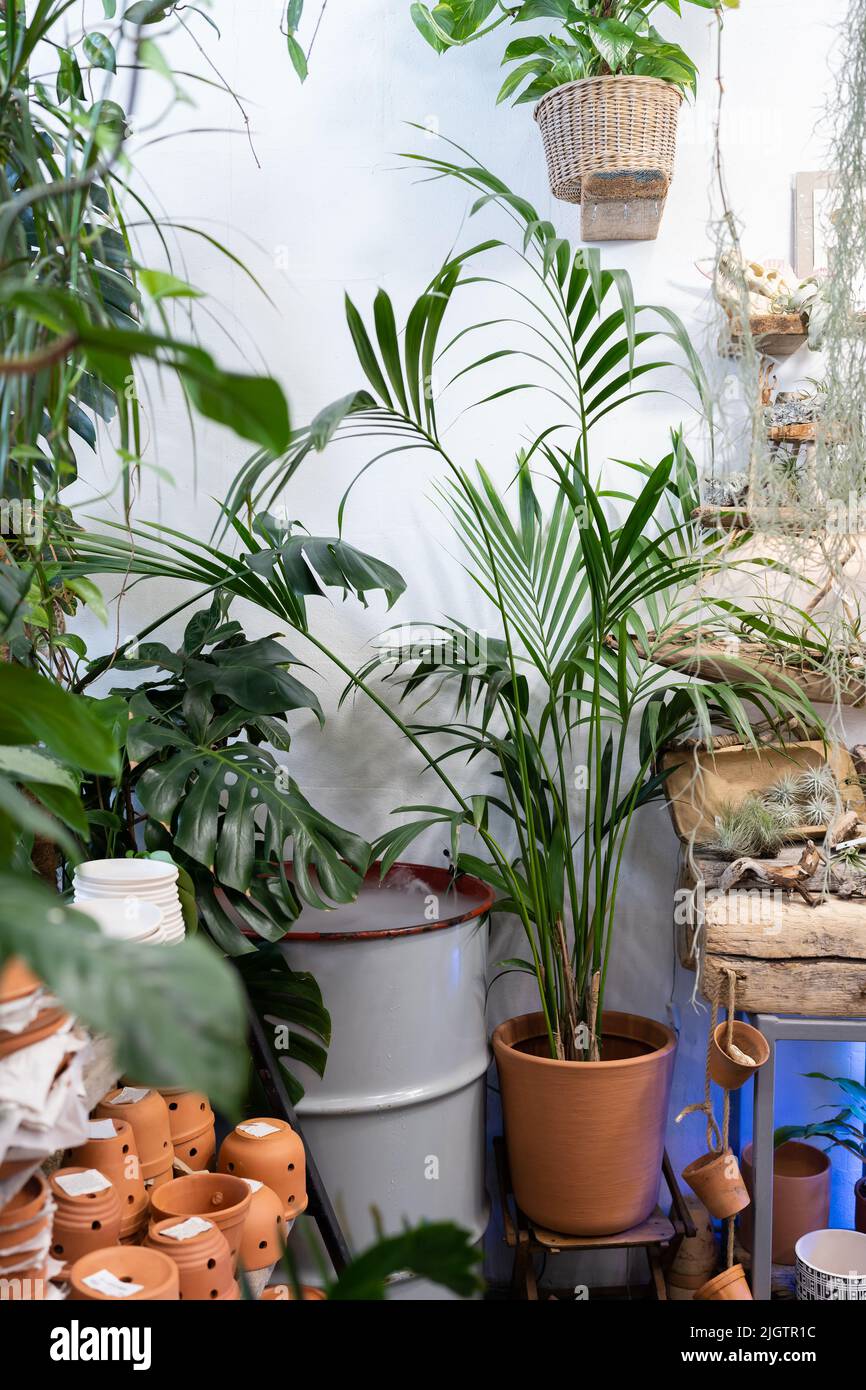 Plant flower shop with Hovea palm, Monstera, tillandsia and terracotta pots Stock Photo
