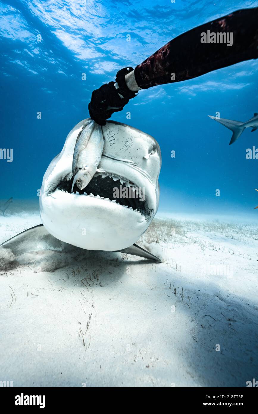 Josh Munoz is a free diver and underwater photographer. Oahu, Hawaii