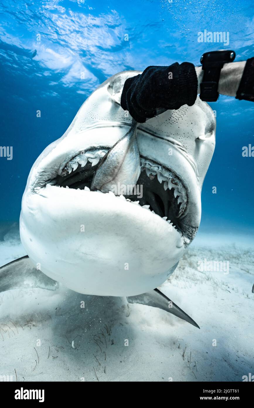 Josh took these with a Sony A7Rii camera. Oahu, Hawaii THESE