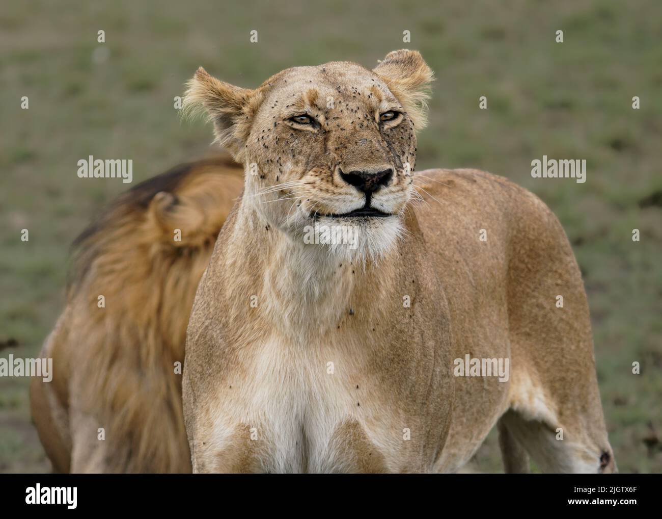 The lioness pulls expressive faces as she poses for the camera. Maasai Mara, Kenya: THIS LIONESS was caught smiling at the camera and pulling funny fa Stock Photo