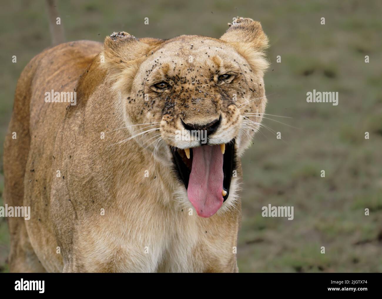 The flies on her face don't stop this lioness pulling some funny faces. Maasai Mara, Kenya: THIS LIONESS was caught smiling at the camera and pulling Stock Photo