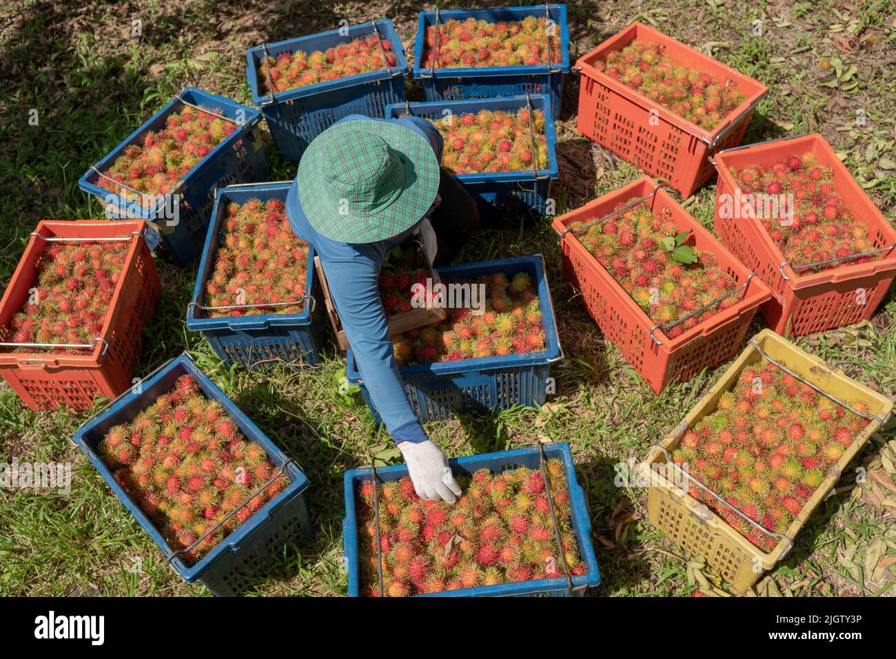 Farmers harvest rambutans for sale to the market in Thailand. Stock Photo