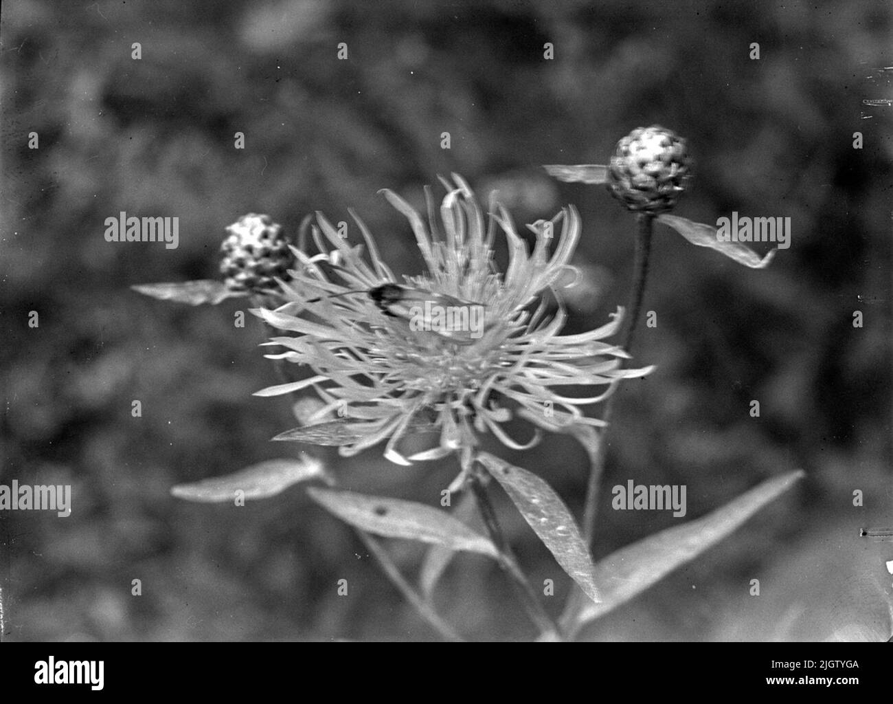 An example of the photographer's interest in plants and animals. Images