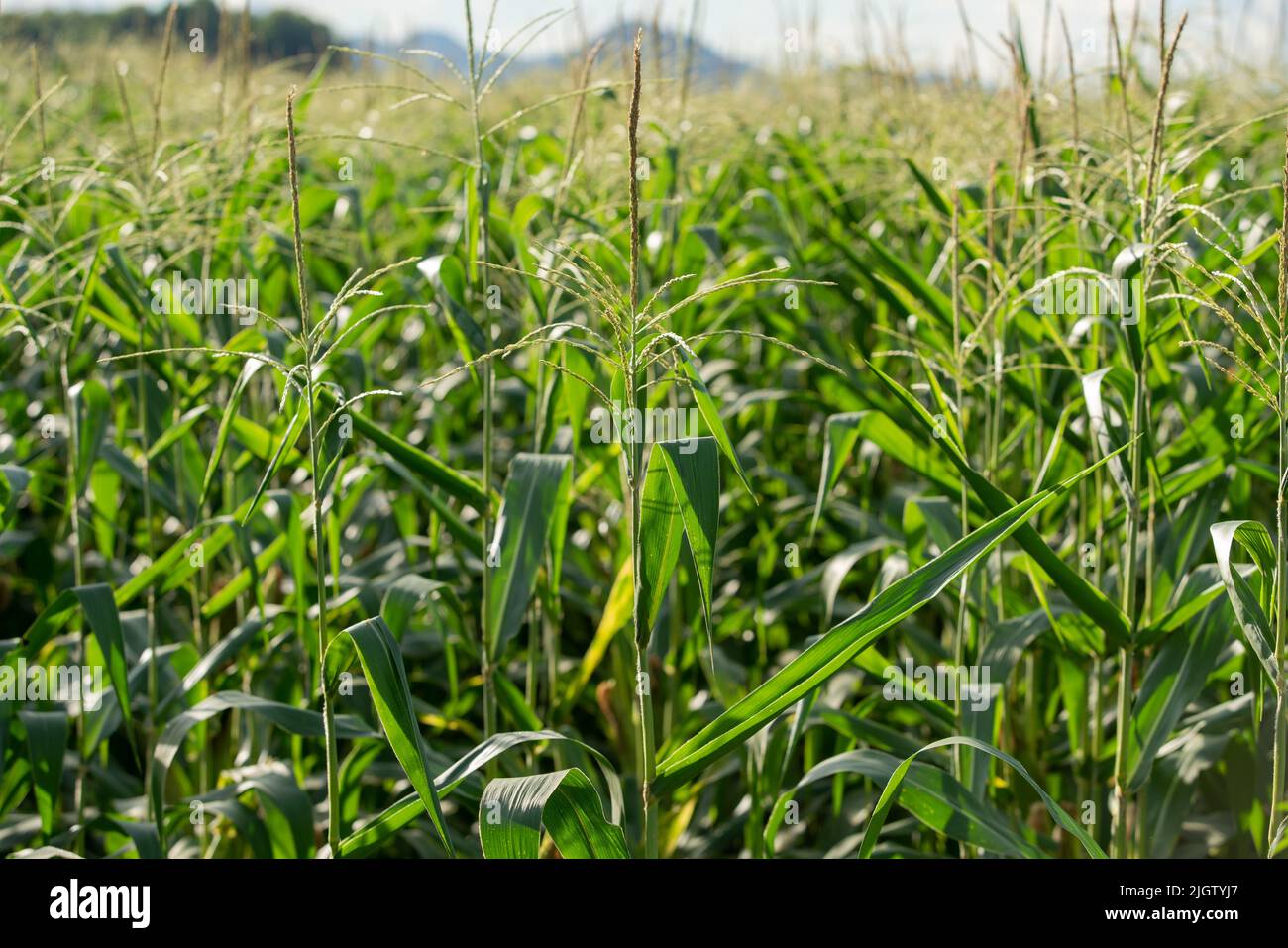 Corn tree on the corn field Stock Photo