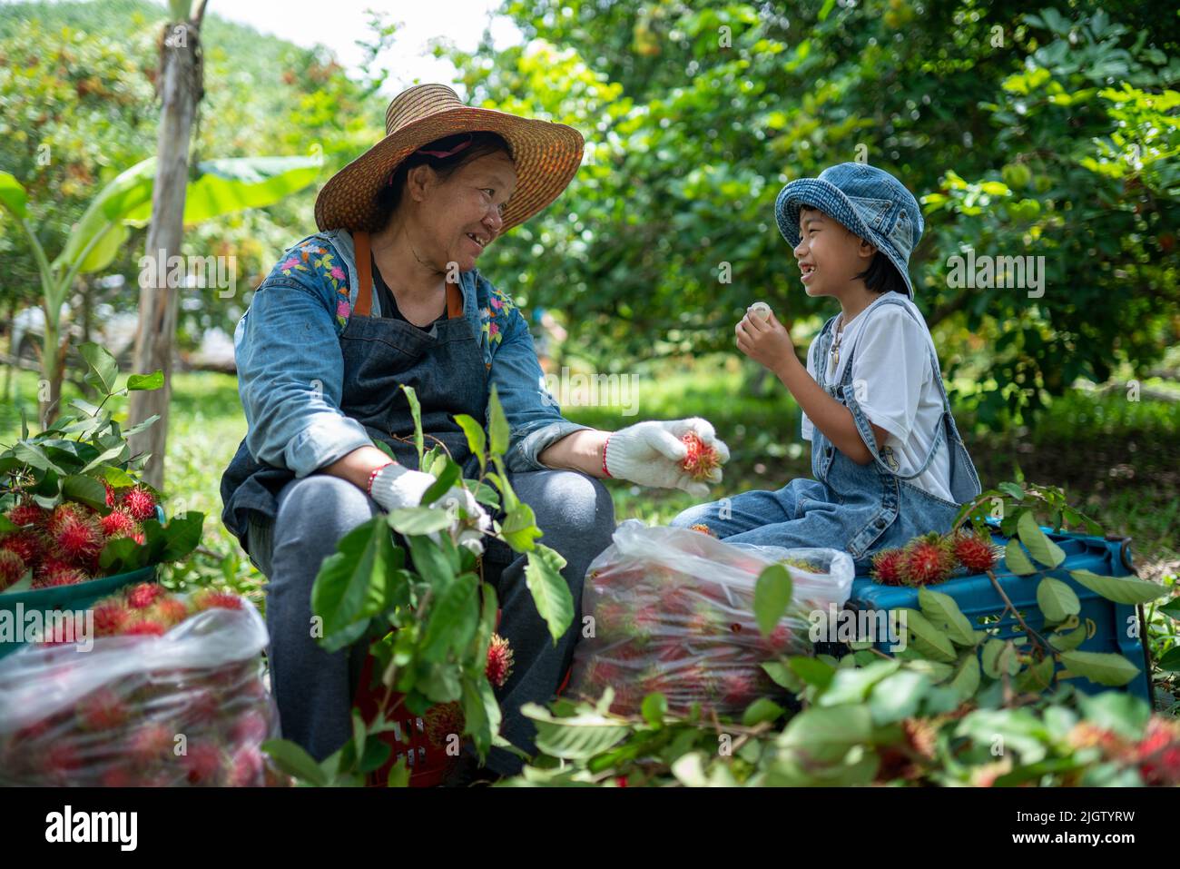 Grandma and granddaughter happy feeling harvest rambutans together Stock Photo