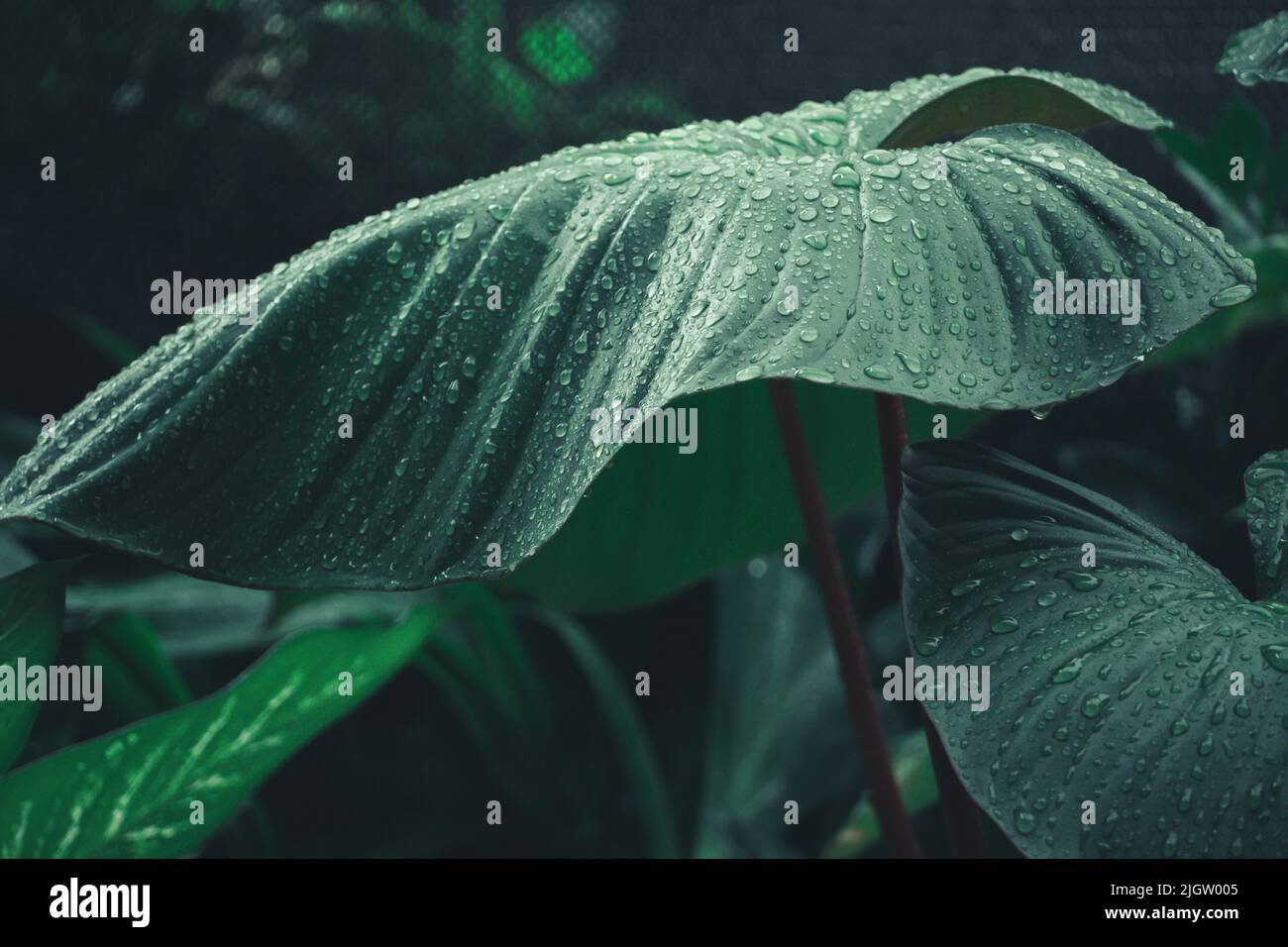 moon charm leaves close up and vintage tone Stock Photo