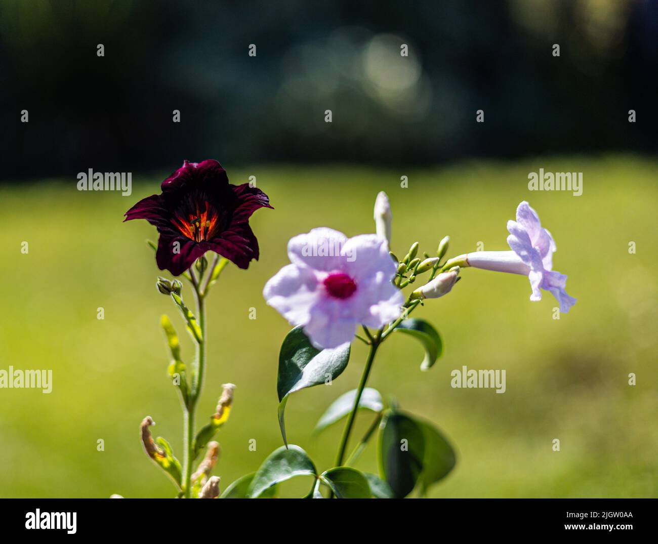 Exotic flowers of the tender Australian climber, Pandorea Jasminoides growing alongside Salpiglossis sinuata, painted tongue flower - black trumpets, Stock Photo