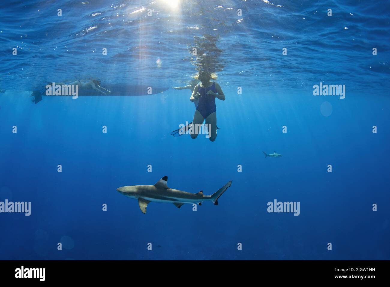 swimming with sharks underwater in french polynesia bora bora Stock