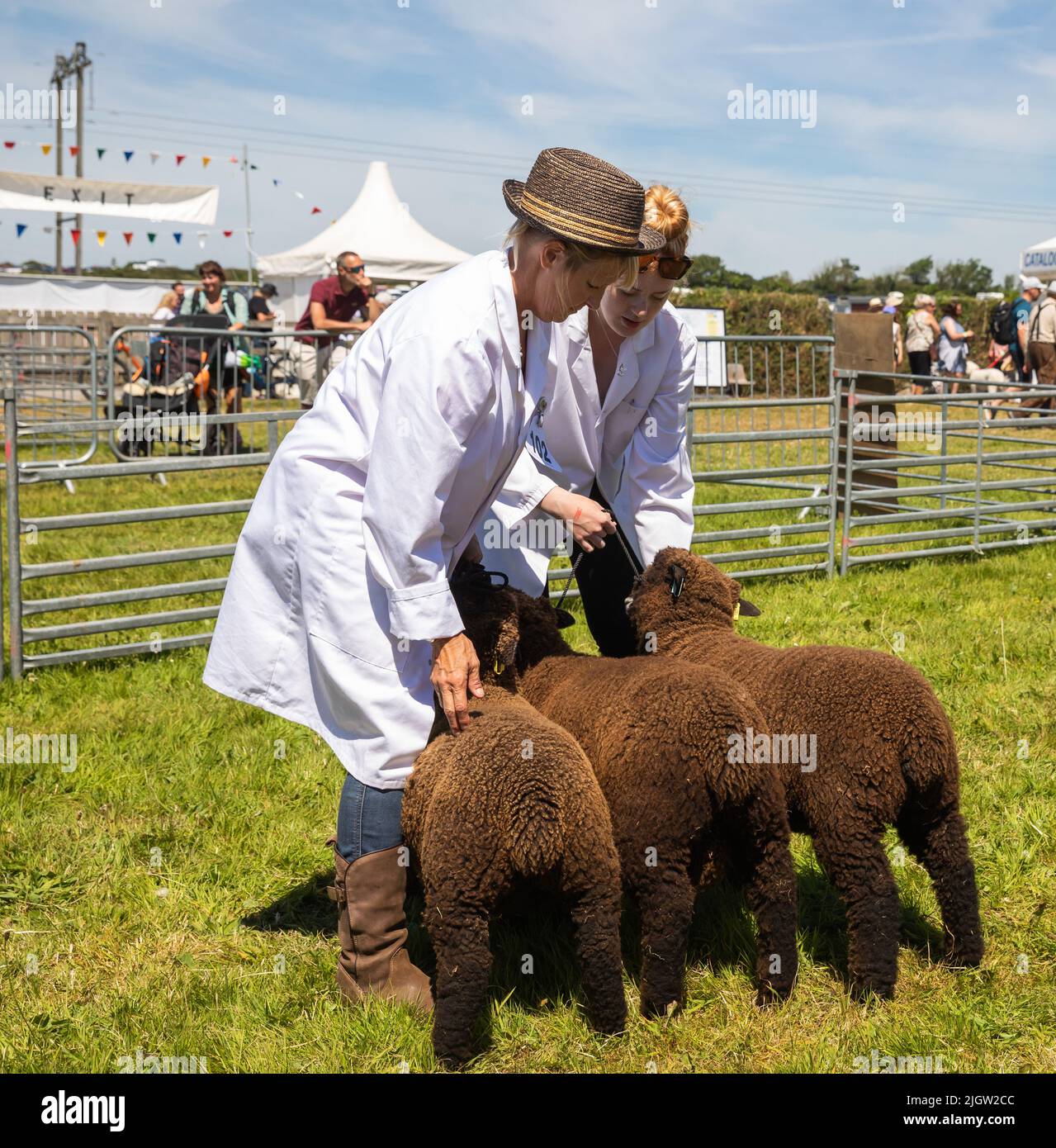 Brown Sheep on show at Stithians Show on a hot sunny day Stock Photo