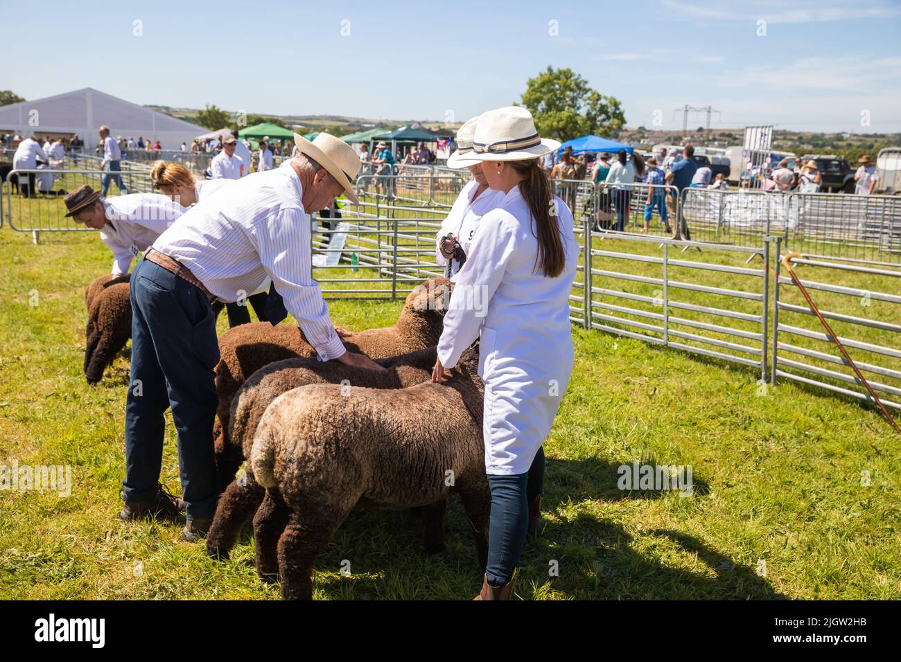 Brown Sheep on show at Stithians Show on a hot sunny day Stock Photo
