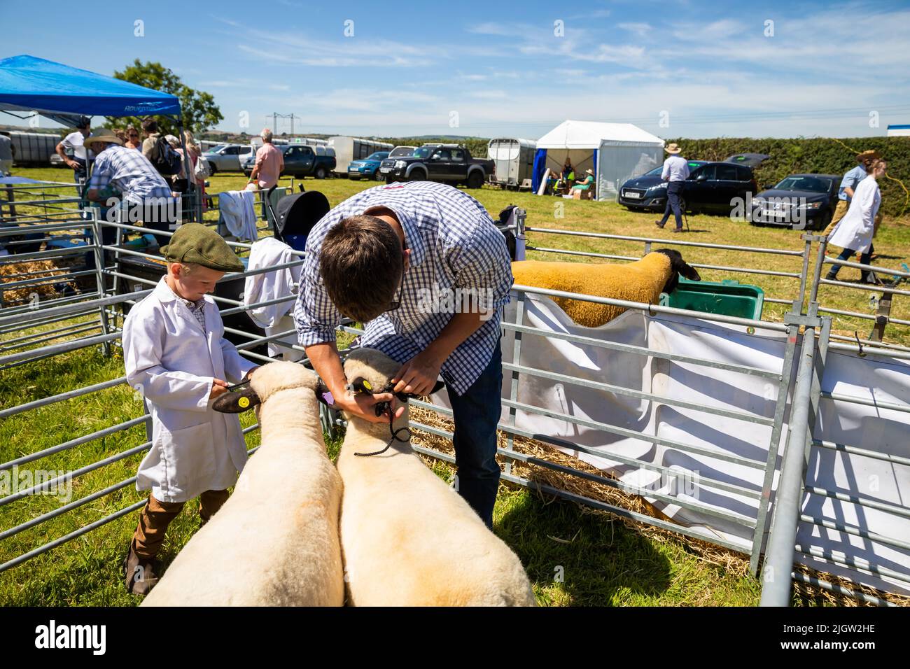 Sheep on show at Stithians Show on a hot sunny day Stock Photo